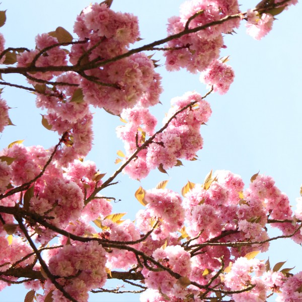 Thumbnail for Day in the park