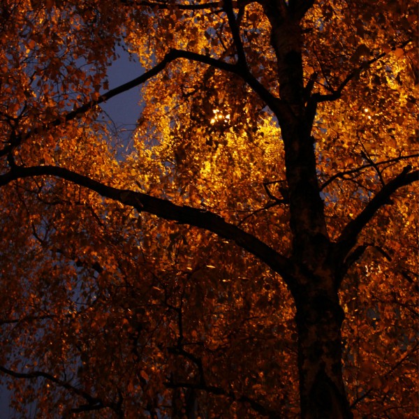 Thumbnail for Night lights